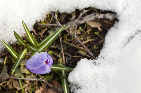 雪中花朵紫色生存阳光花园草地植物群花瓣生长投标季节背景图片