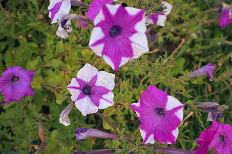 Petunia Stimoryne 家 花园 厨房夜来香荣耀牵牛花美丽紫色花瓣野花叶子植物群荒野图片