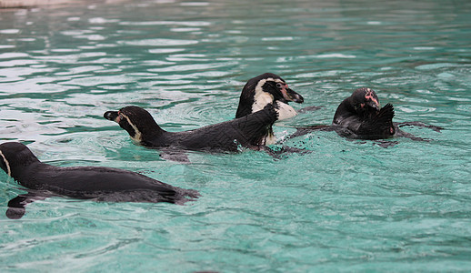 企鹅游泳动物岩石动物园乐趣海洋荒野白色野生动物黑色蓝色图片