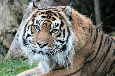 苏门答腊虎稀有和耐久捕食者动物野生动物条纹豹属老虎食肉荒野哺乳动物猫科图片