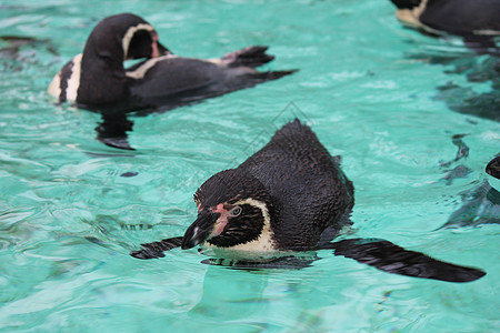 企鹅游泳黑色海洋野生动物动物园白色动物岩石蓝色乐趣荒野图片