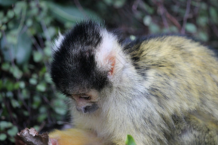 猴子松鼠黑帽灵长类动物园动物森林毛皮雨林黄色丛林野生动物哺乳动物图片