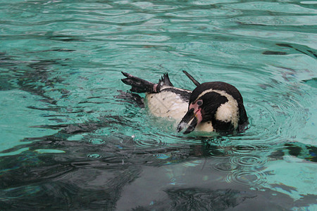 企鹅游泳野生动物黑色蓝色动物乐趣荒野动物园海洋岩石白色图片