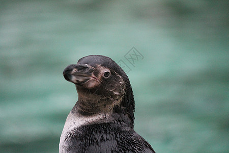 企鹅游泳岩石野生动物荒野蓝色动物乐趣动物园白色黑色海洋图片