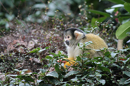 猴子松鼠黑帽鼠属黄色哺乳动物野生动物雨林灵长类婴儿荒野动物园动物图片