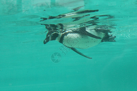 企鹅游泳动物园白色岩石黑色野生动物动物乐趣海洋荒野蓝色图片