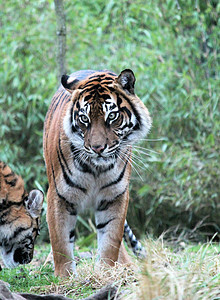 苏门答腊虎稀有和耐久条纹幼兽豹属野猫猫科濒危捕食者野生动物动物毛皮图片