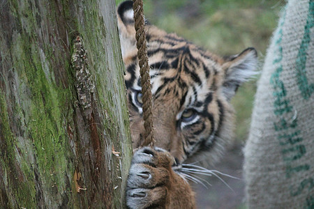苏门答腊虎稀有和耐久食肉野猫豹属危险哺乳动物动物猫科丛林动物园荒野图片