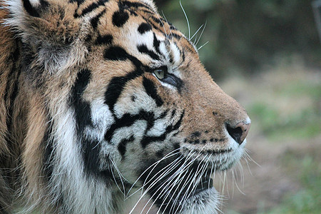 苏门答腊虎稀有和耐久丛林老虎捕食者动物食肉条纹猎人动物园濒危豹属图片