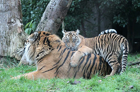 苏马特兰虎幼崽稀有和耐久食肉野生动物濒危老虎动物园丛林野猫荒野家庭动物图片