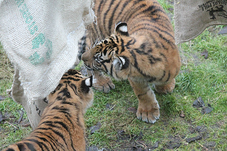 苏门答腊虎稀有和耐久捕食者丛林动物园荒野条纹幼兽毛皮老虎豹属危险图片