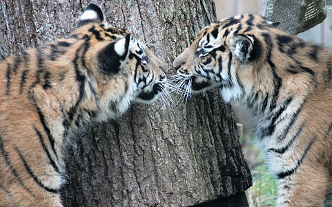 虎类稀有和耐久动物园豹属动物危险野猫捕食者丛林毛皮荒野食肉图片