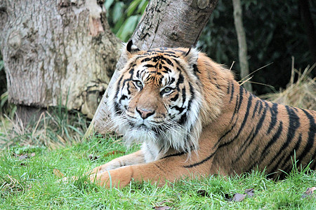苏门答腊虎稀有和耐久豹属老虎捕食者野猫动物园猫科动物条纹幼兽野生动物图片