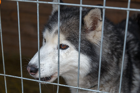 被锁在笼子里的死狗酒吧眼睛犬类监狱黑色动物栅栏小狗白色外壳图片