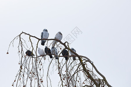 冬天坐在树枝上的鸽子背景白色鸟类降雪邮政木头公园荒野花园居住图片