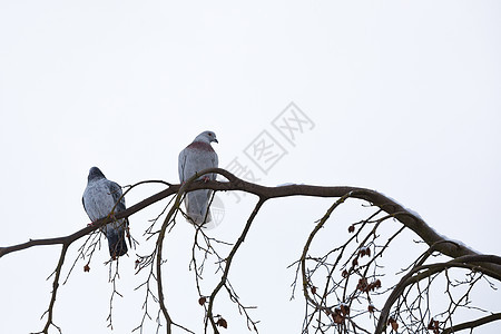 冬天坐在树枝上的鸽子翅膀鸟类背景花园荒野动物居住降雪木头野性图片
