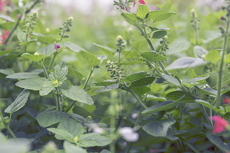 特写鲜花背景丛林花粉公园植物花瓣花园生长园艺环境植物学图片