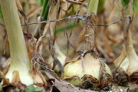 越南杜克特隆洋葱农场草本植物领域种植园食物土壤菜园蔬菜土地花园块茎图片