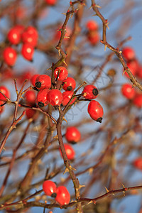 冬天的玫瑰树丛红莓食物天气天空水果花园草本植物蓝色臀部枝条衬套图片