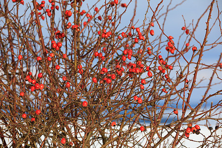 冬天的玫瑰树丛红莓食物药品植物森林浆果枝条荒野臀部蓝色天气图片
