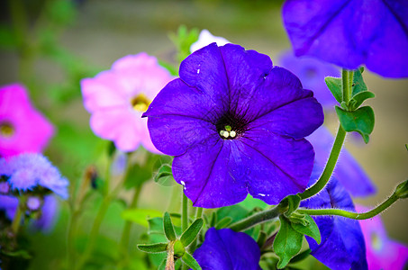花朵的多彩鲜花贴近了生长文化植物紫色家庭花瓣花坛牵牛花园林花束图片