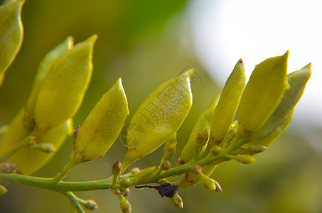 树枝上叶子生菜籽紫色种子植物学花瓣花园羽化紫丁香小树鳞翅目园艺图片