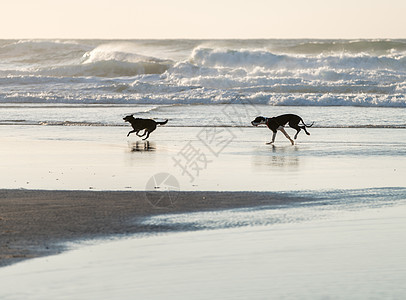 狗狗们在跑海岸跑步乐趣海洋犬类支撑动物小狗波浪宠物图片