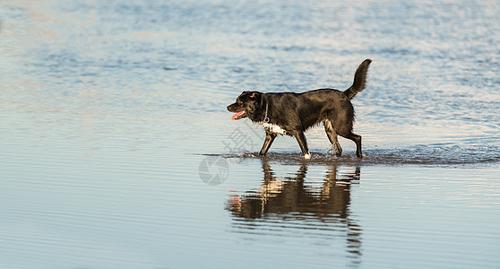 狗狗在跑着海洋支撑动物乐趣犬类宠物波浪跑步海岸图片