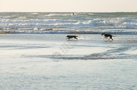 狗狗们在跑乐趣动物宠物波浪支撑海洋犬类跑步小狗海岸图片