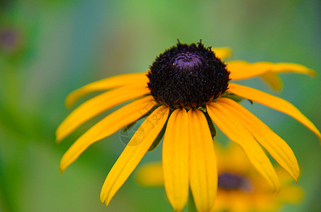 Rudbeckia Summerina黄锥花 又名黑眼苏珊菊科橙子培育园艺野花植物草本植物国家柔软度季节图片