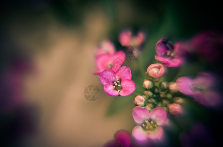 美丽的粉红色花朵背景墙纸花园生活植物季节植物学场地紫丁香自然植物群图片