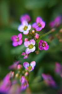 美丽的粉红色花朵背景紫色生活自然场地宏观植物植物学园艺季节植物群图片