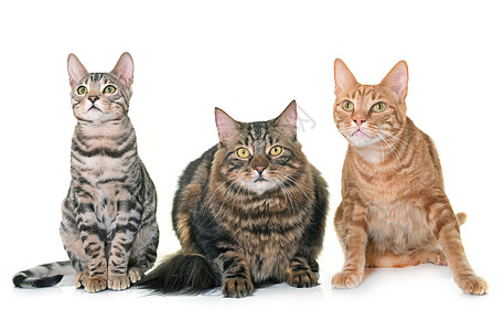 三只猫在演播室图片