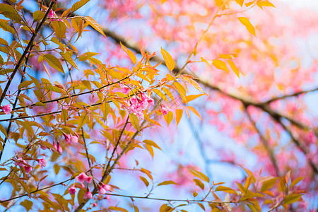 泰国清迈的樱花花花朵开花寺庙植物木头季节土井花园天空红斑传奇樱花图片