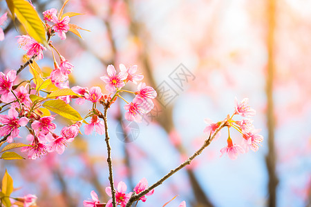 泰国清迈的樱花花花朵开花天空植物季节樱花公园土井花瓣痤疮花园红斑图片