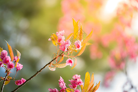 泰国清迈的樱花花花朵开花樱花公园红斑花瓣场景痤疮蓝色蜡质寺庙传奇图片