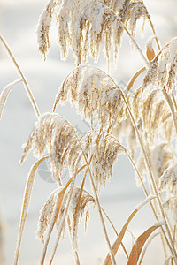 被雪覆盖的茎芦苇阳光季节棕色天气白色植物群场地图片