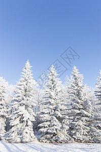 冬季木头阳光降雪冻结场景环境季节旅行天空美丽图片