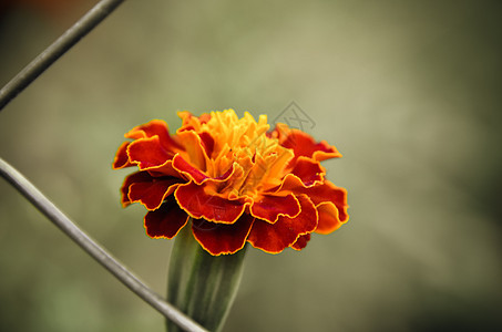 红色黄黄色边花朵的紧闭边缘菊花金子植物群公园花粉异国花园植物学情调图片