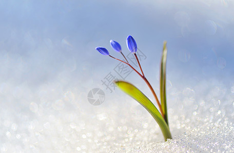 蓝色雪滴草本植物白色宏观植物花瓣活力草药植物学季节香气图片