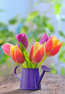 喷洒器花园中的郁金香木头宏观绿化黄色太阳晴天红色紫色花瓶粉色图片