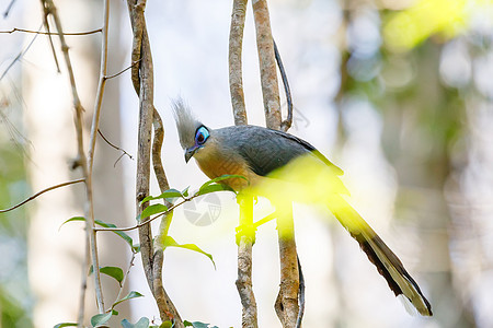 马达加斯加鸟多样性异国面具天堂眼睛热带翅膀鸡冠花濒危森林图片