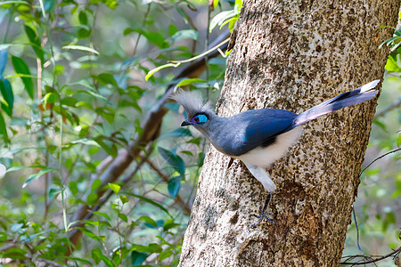马达加斯加鸟异国天堂野生动物栖息地蓝色羽毛动物森林热带生物图片