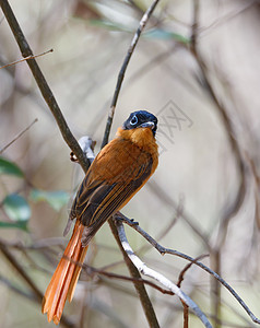 美丽的马达加斯加鸟类天堂捕猎者森林回旋曲橙子观鸟动物群蓝色捕蝇器动物野生动物国家图片