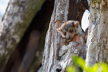 安卡拉纳运动狐猴 马达加斯加野生动物森林眼睛动物丛林木头濒危公园荒野灵长类图片