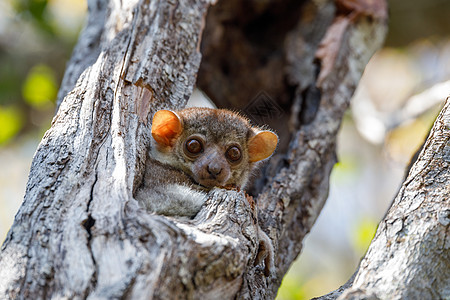 安卡拉纳运动狐猴 马达加斯加木头哺乳动物森林眼睛丛林濒危公园灵长类树干动物图片