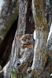 安卡拉纳运动狐猴 马达加斯加眼睛动物公园木头森林哺乳动物荒野国家灵长类树干图片