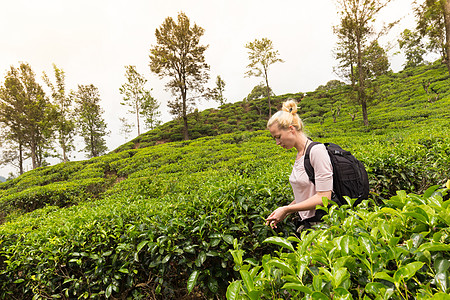斯里兰卡茶叶种植园美丽的女旅游者 享有美貌的茶叶种植园场地游客旅行旅游背包农业环境金发女郎植物绿色植物图片