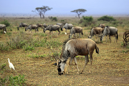 非洲野生动物中最大的大野外移徙图片