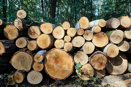 森林里一整堆被砍断的树干叶子植物戒指小路木头圆形图片